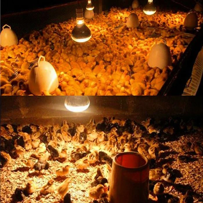 Applicable places for infrared bulb 100w